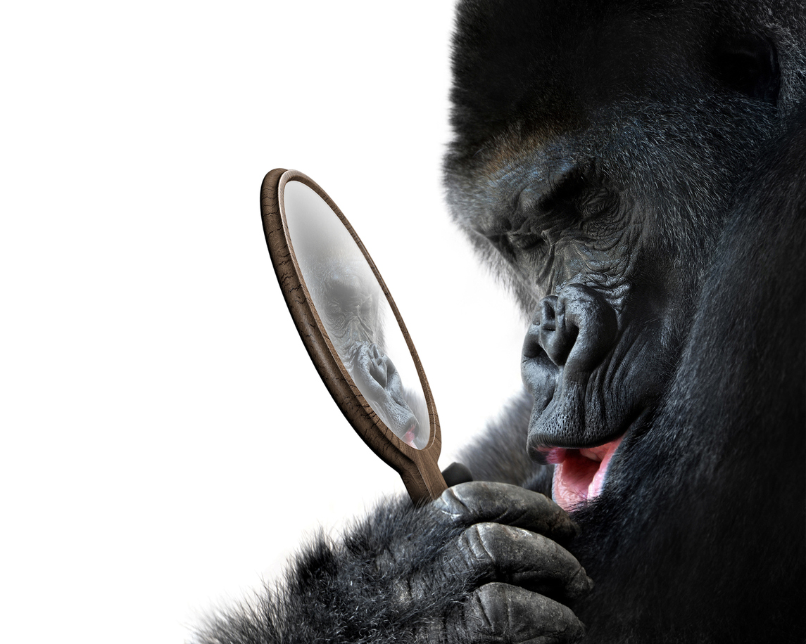 Curious gorilla looking at his handsome self reflection in mirror and